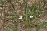 Bog white violet